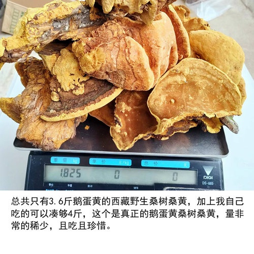 正宗鹅蛋黄野生西藏桑树桑黄一斤金边桑黄森林黄金新品散装包邮 - 图1
