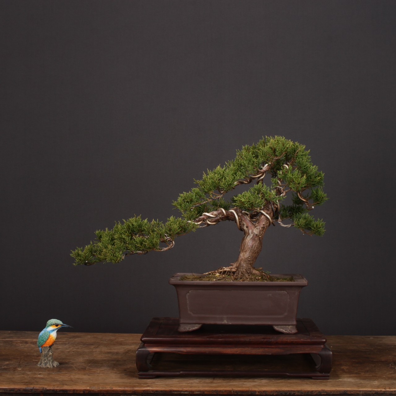 日本进口名贵松柏盆景宫阪八房米叶系鱼川纪州济州真柏盆景舍利干,淘宝优惠券,粉丝福利购,淘宝优惠卷