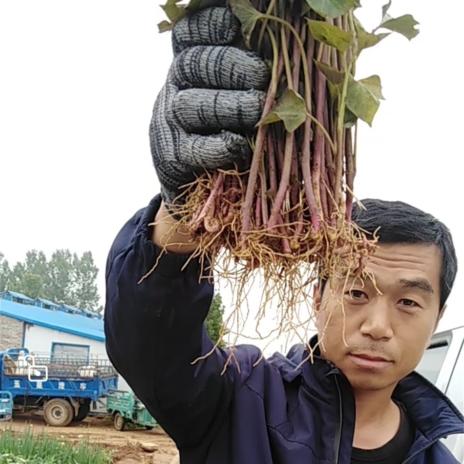 老品种红薯苗北京553番薯秧苗黄皮黄心红苕山芋地瓜秧烤红薯的苗 - 图2