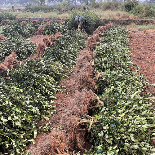 江西嫁接高产油茶苗 长林系中大油茶树苗 杂交良种白花红皮果茶子 - 图2
