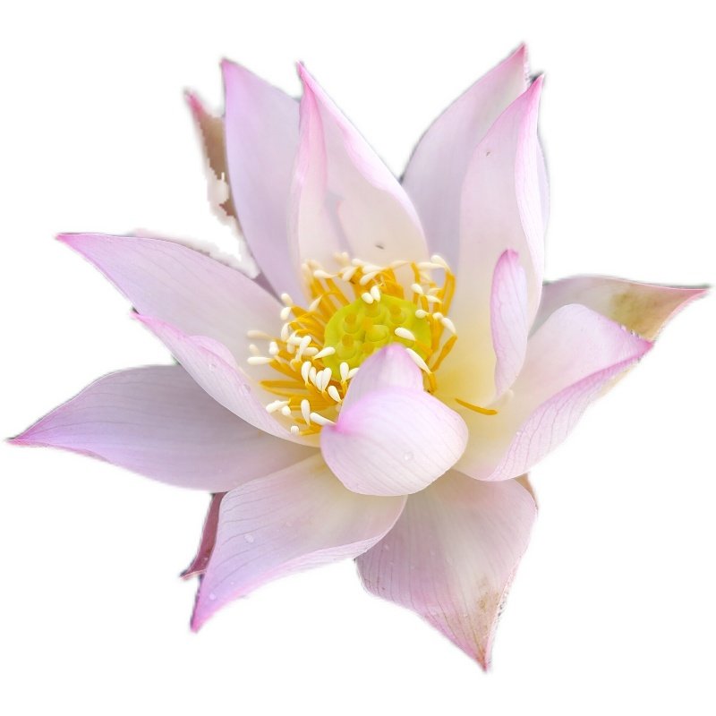 微型汝州老农花卉荷花碗莲阳台花卉水养盆栽荷花盆栽带花苞耐寒,淘宝优惠券,粉丝福利购,淘宝优惠卷