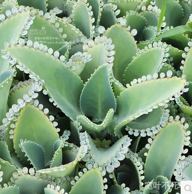 宽叶不死鸟落地生根多肉植物景天科植物客厅办公室盆栽绿植净化空 - 图1