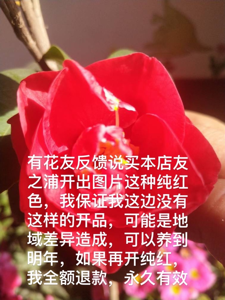 友之浦耐寒木本花卉茶花盆栽一对一选热卖嫁接苗 桂平益农夫包邮