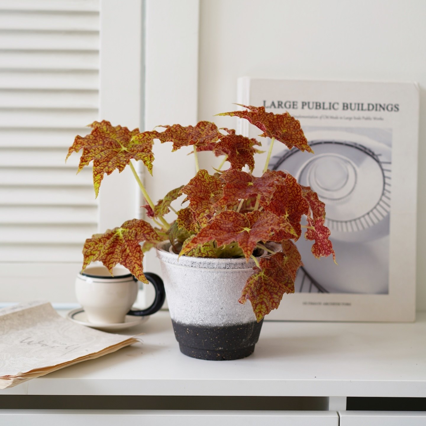 DOLV 豆绿 派大星秋海棠 蟆叶红泡泡秋海棠ins观叶新手入门植物,淘宝优惠券,粉丝福利购,淘宝优惠卷