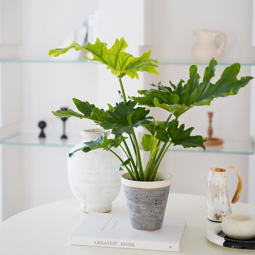 DOLV 豆绿 春羽蔓绿绒天使羽翼室内观叶植物卧室客厅好养新家绿植 - 图3