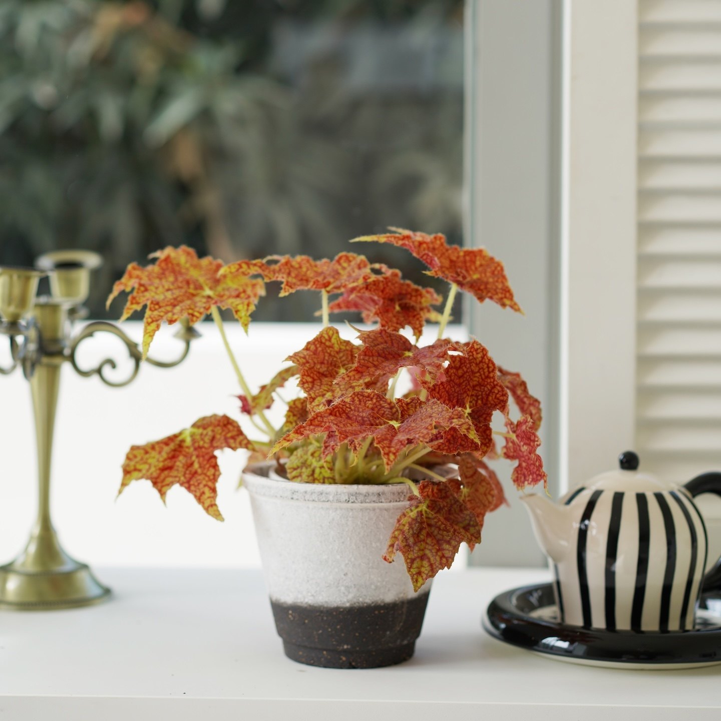 DOLV 豆绿 派大星秋海棠 蟆叶红泡泡秋海棠ins观叶新手入门植物,淘宝优惠券,粉丝福利购,淘宝优惠卷