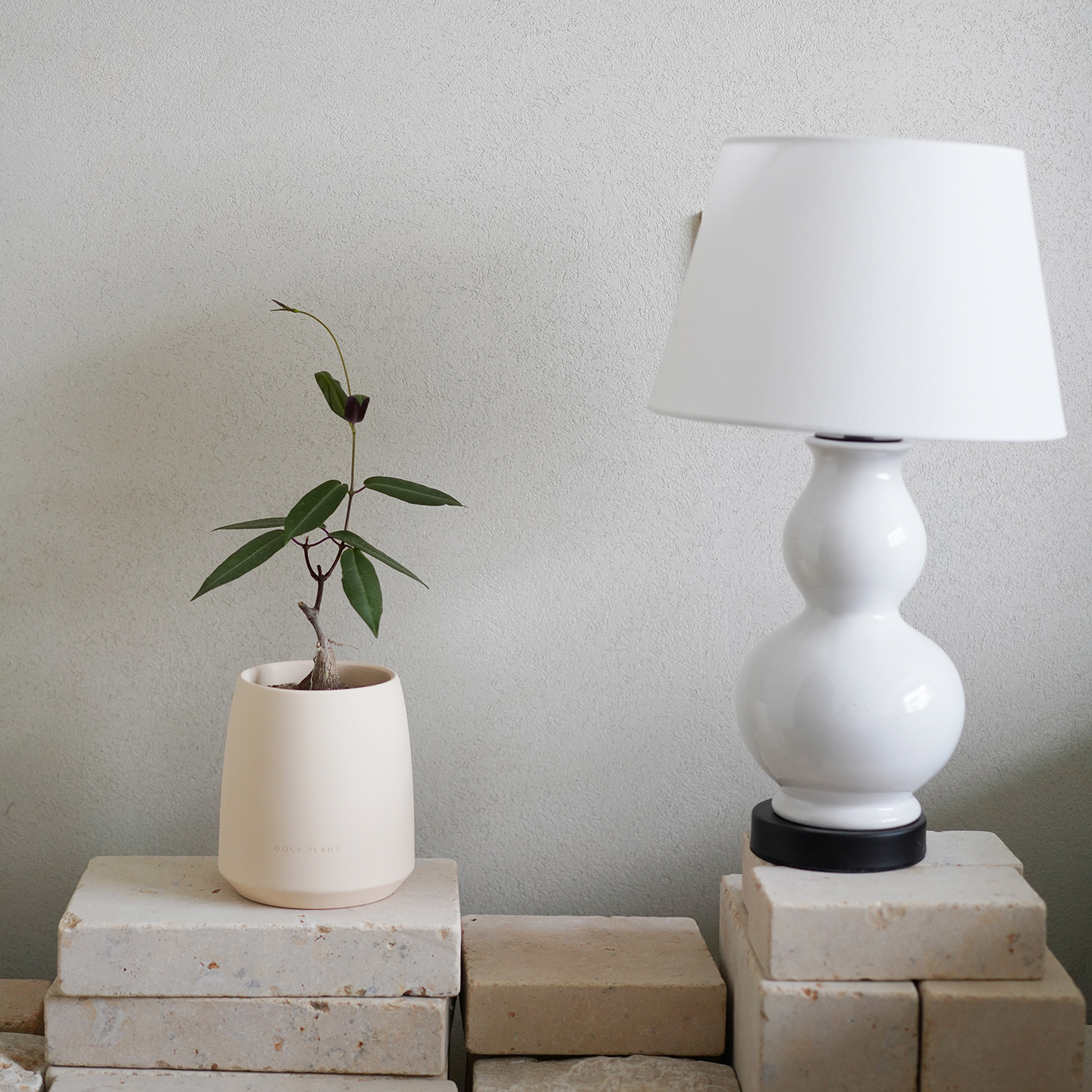 DOLV 豆绿 紫背萝摩 暗夜紫罗兰色稀有块根多肉植物美学桌面盆栽 - 图0