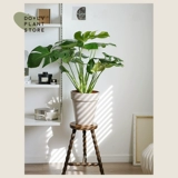 Dolv Dolv Dolvan Green Big Turtle Bamboo Tiannan Starke Nordic Furniture Дом зеленый растительный горшок горшок