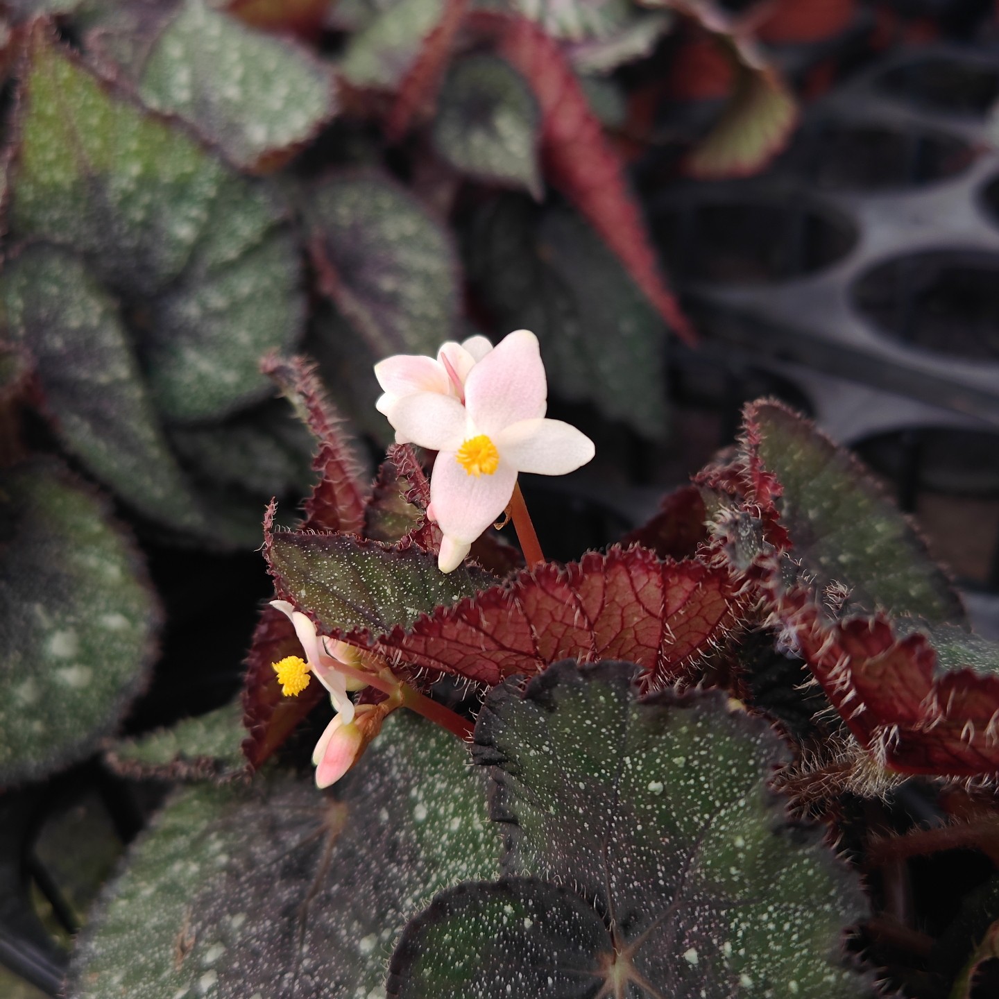 晨露蟆叶秋海棠办公室内桌面网红绿植盆栽花卉植物造景热植包邮,淘宝优惠券,粉丝福利购,淘宝优惠卷