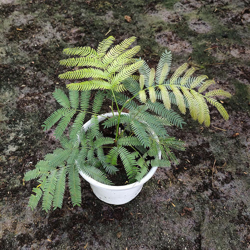 密叶猴耳环南洋杉盆栽室内绿植桌面办公盆栽好养易活四季开花绿 - 图1