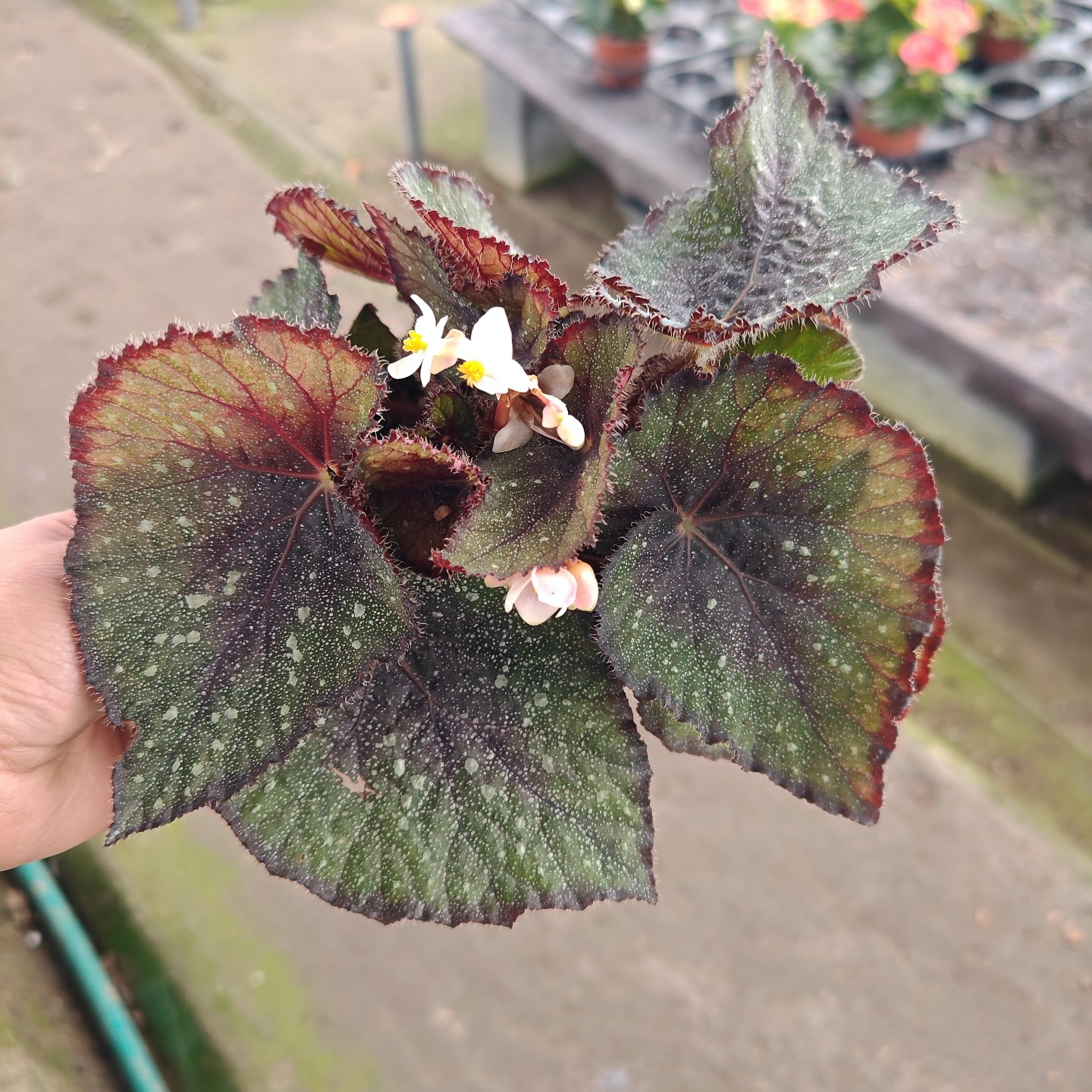 晨露蟆叶秋海棠办公室内桌面网红绿植盆栽花卉植物造景热植包邮,淘宝优惠券,粉丝福利购,淘宝优惠卷