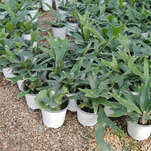 二岐鹿角蕨进口稀有绿植盆栽室内进口植物ins简约好养观叶盆栽 - 图0