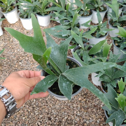 二岐鹿角蕨进口稀有绿植盆栽室内进口植物ins简约好养观叶盆栽 - 图1