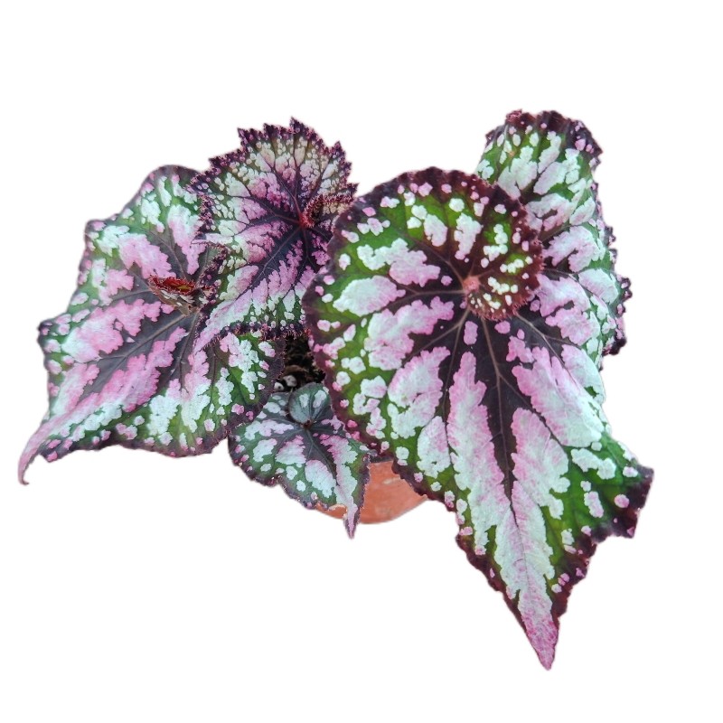 圣诞蜗牛秋海棠重彩合集圣尼克派对女孩热舞女鲜花绿植盆栽彩色,淘宝优惠券,粉丝福利购,淘宝优惠卷