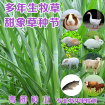 Sweet Elephant Grass 3 Seed Festival No Hairy Royale Seed Festival Giant Fungus Grass Seed Festival of Multi-year raw pasture seed feeding cattle and sheep pig