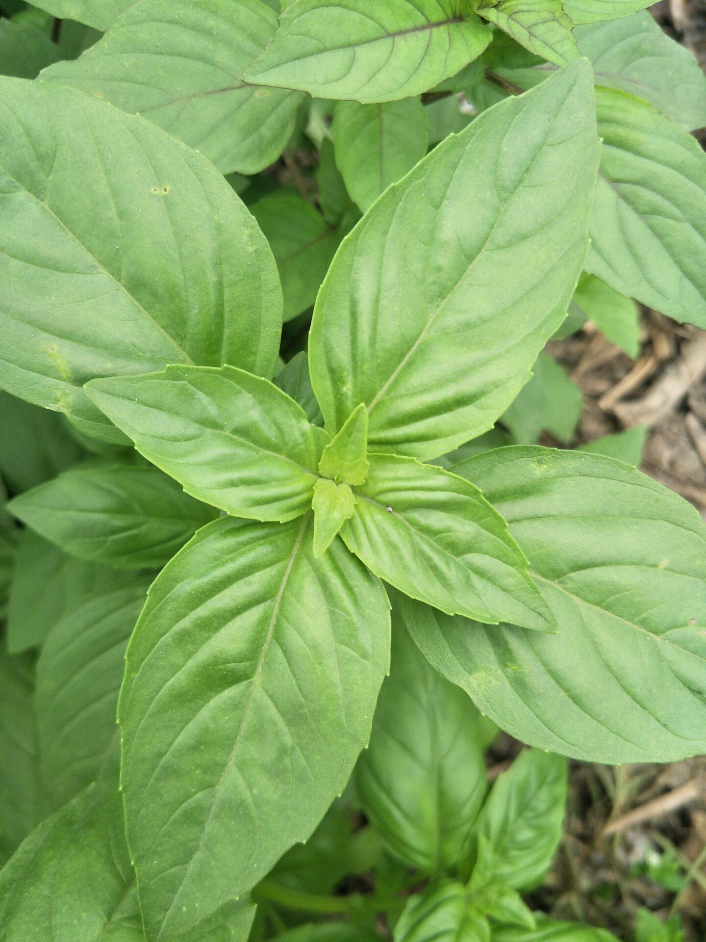 金不换俗称什么,农村叫金不换的植物是,农村金不换(第6页)_大山谷图库