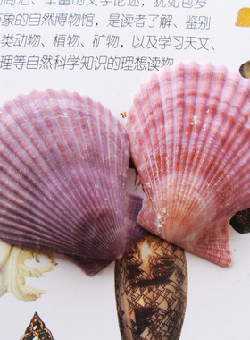 紫色diy家居地台收藏装饰贝壳