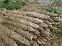 Hubei Xiangyang Old estuary Wang Fu Chau Crisp Yam Fried Vegetables Special Vegetable Yam Water Yam Coarse and Coarse Digging now