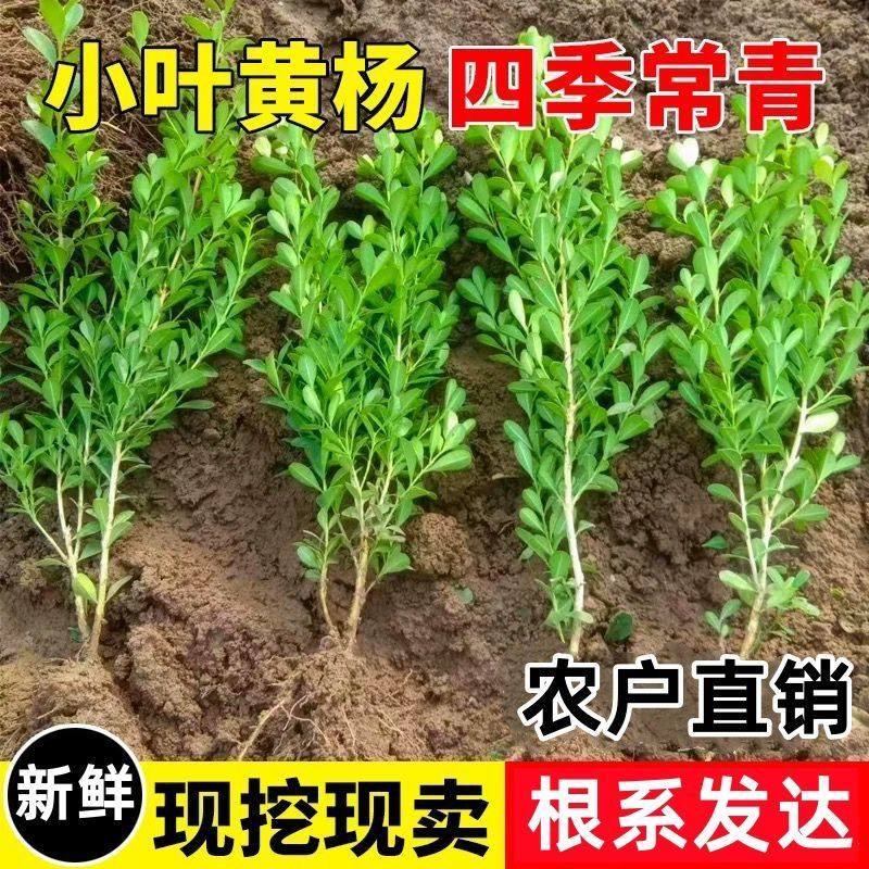 小叶黄杨瓜子黄杨四季常青别墅地栽庭院耐寒绿化植物篱笆墙定型,淘宝优惠券,粉丝福利购,淘宝优惠卷