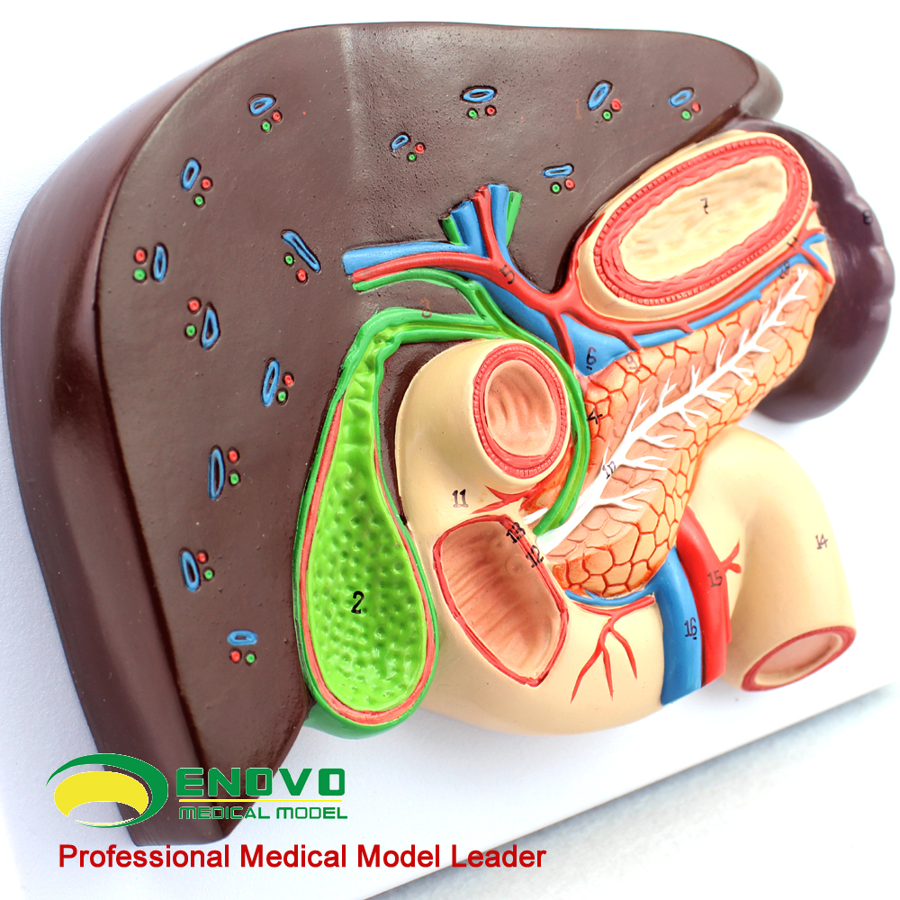 ENOVO颐诺人体肝胆胰十二指肠胃结构模型肝胆脾胰解剖切面模型消-图2