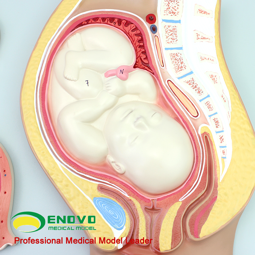 ENOVO颐诺人体妊娠胚胎儿发育过程模型受精卵子宫组织胚胎模型母 - 图3