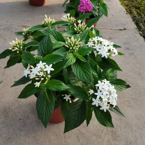 五星花繁星花盆栽带花雨伞花众星花耐热室外庭院阳台绿植花卉包邮 - 图3