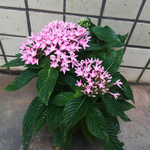 五星花繁星花盆栽带花雨伞花众星花耐热室外庭院阳台绿植花卉包邮 - 图0