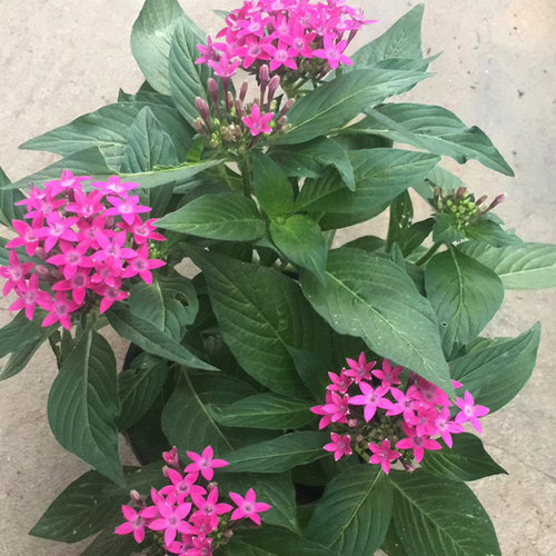 五星花繁星花盆栽带花雨伞花众星花耐热室外庭院阳台绿植花卉包邮 - 图1