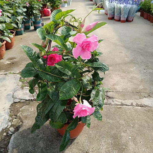 正宗皱叶飘香藤盆栽攀爬花卉双喜藤红婵花阳台爬藤红黄飘香藤包邮 - 图1