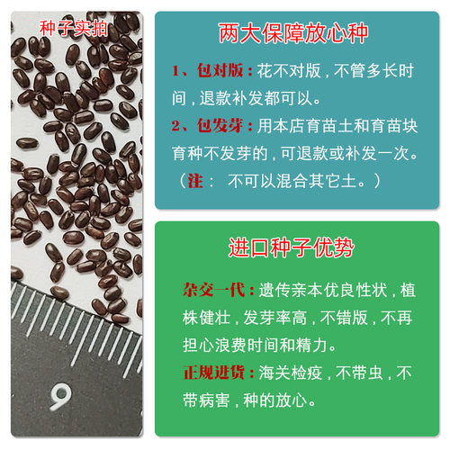 进口薰衣草种子 春季播易种 室内阳台四季盆栽 花草 花卉种子花籽 - 图1
