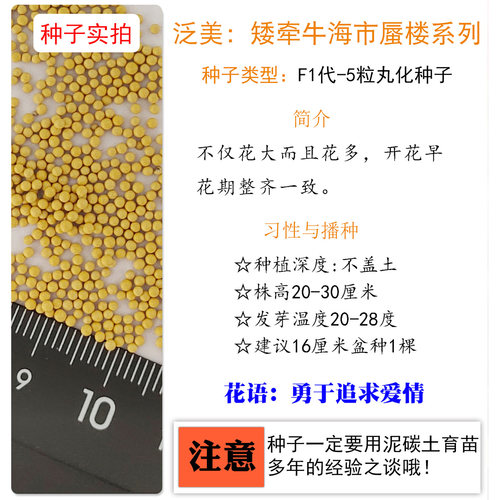 进口多花矮牵牛种子 海市蜃楼 室内阳台盆栽四季易种花卉种子花籽 - 图2