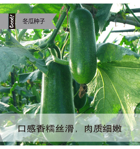 早熟小冬瓜种子东瓜菜籽室外春季秋季菜园室内阳台种盆栽蔬菜种子 - 图2