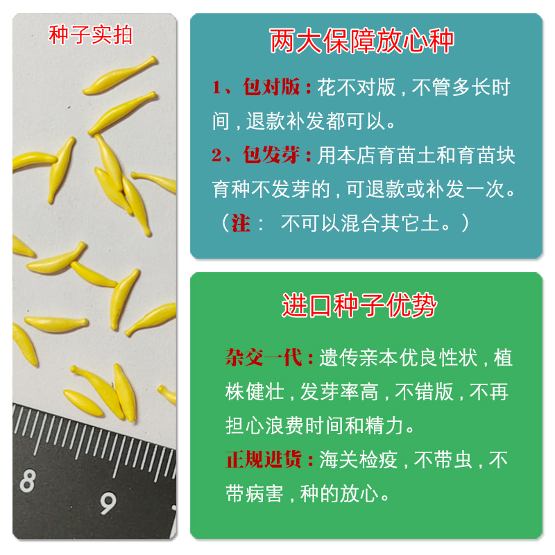 进口非洲菊种子 四季易种春播室内阳台盆栽花卉花园植物种子 花籽