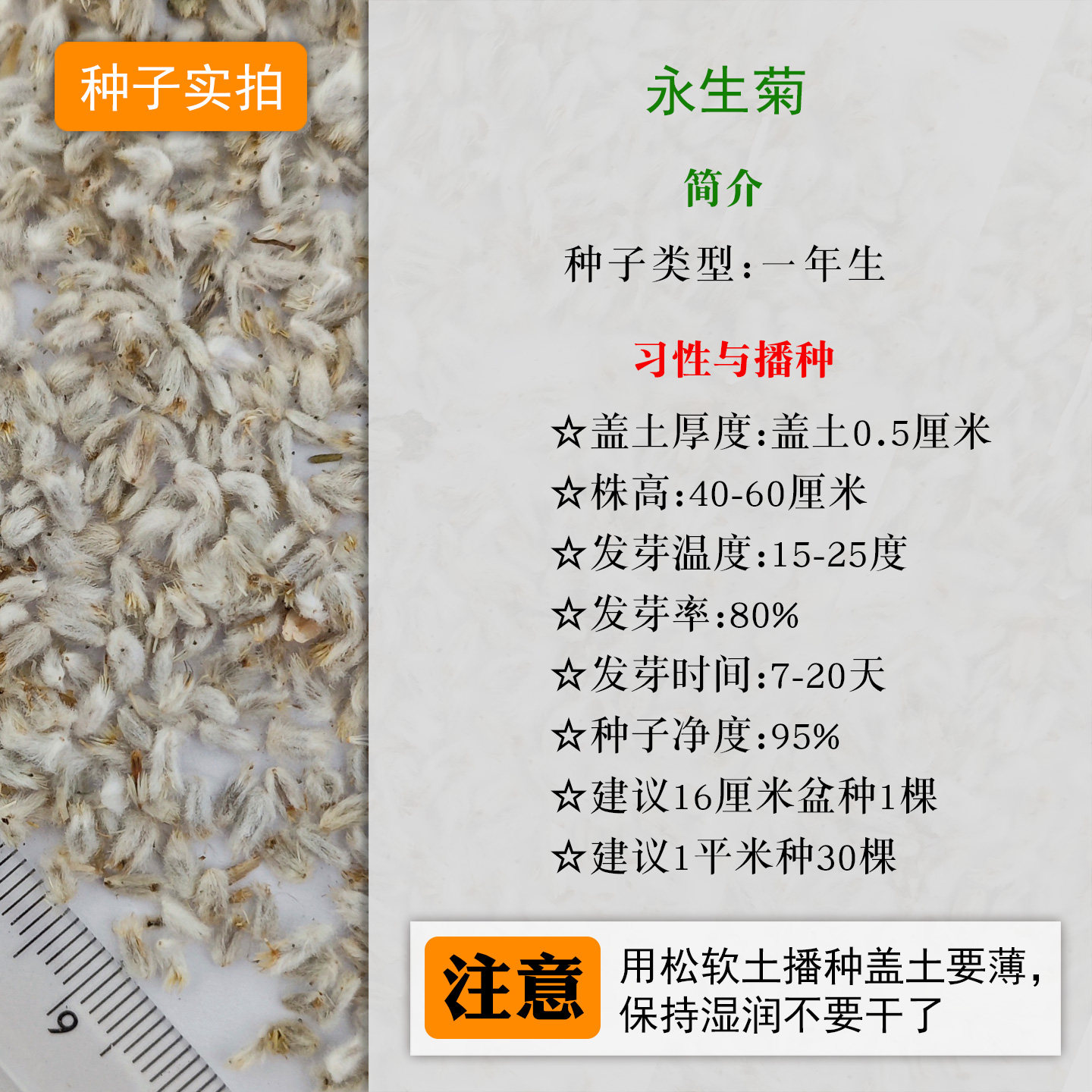 永生菊种子300粒 春季秋季室外花境花坛露台室内播阳台盆栽花种籽,淘宝优惠券,粉丝福利购,淘宝优惠卷