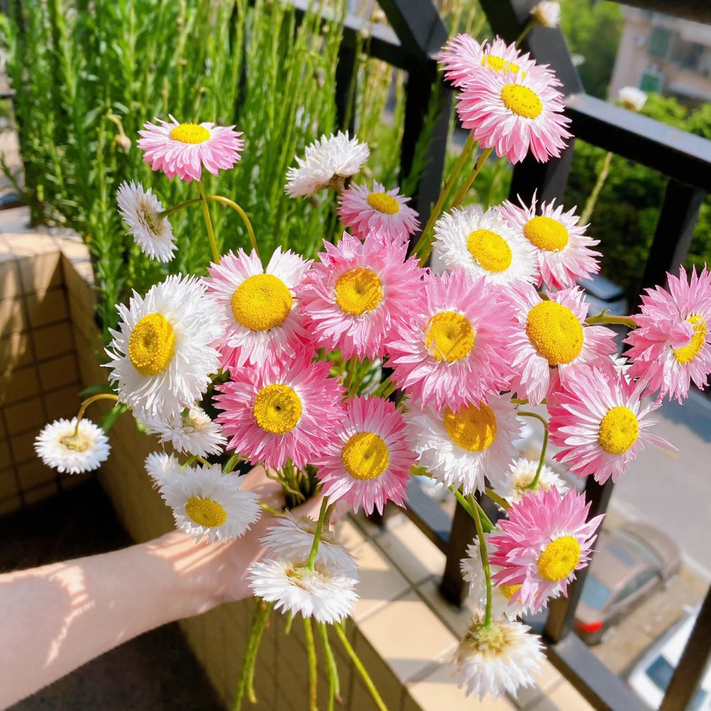 永生菊种子300粒 春季秋季室外花境花坛露台室内播阳台盆栽花种籽,淘宝优惠券,粉丝福利购,淘宝优惠卷