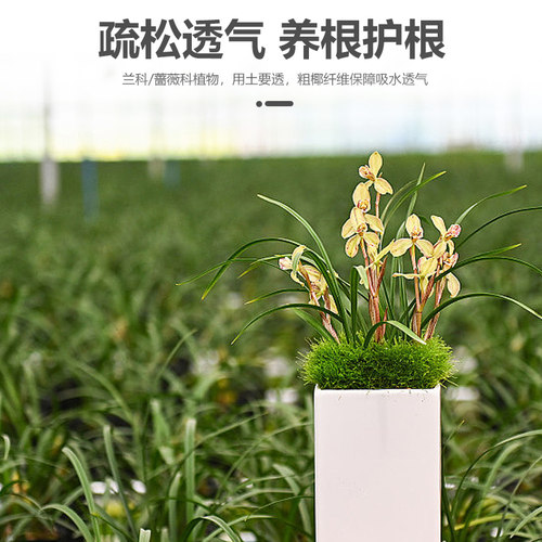 进口大块椰壳兰花植料粗椰壳椰砖营养土脱盐石斛花土蝴蝶兰专用土 - 图1
