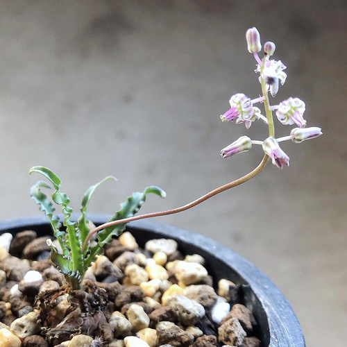 波浪弹簧草波叶弹簧草球根多肉冬天休眠没有叶子出图五状态苗28包 - 图3