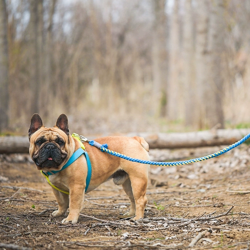 Рука для домашних животных -уклона хлопчатобумажная веревка