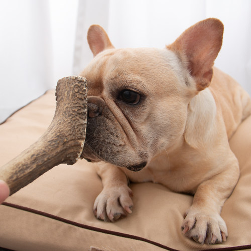 澳洲进口天然鹿角磨牙骨法斗柯基耐咬磨牙棒洁齿骨宠物磨牙零食 - 图1