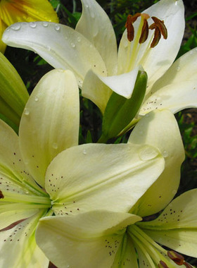 百合花写真照片装饰画
