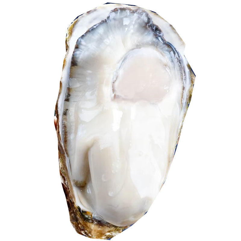 包活鲜活新鲜生蚝带壳特大超大肉牡蛎海鲜水产山东乳山厂家直销,淘宝优惠券,粉丝福利购,淘宝优惠卷