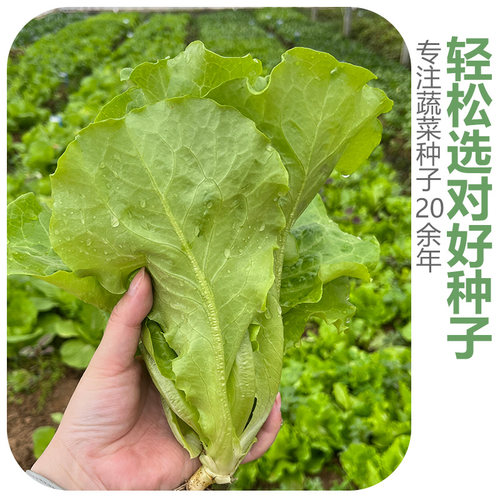 蔬菜种子农家辣椒番茄黄瓜西红柿香菜西瓜草莓四季菜种籽孑大全 - 图1