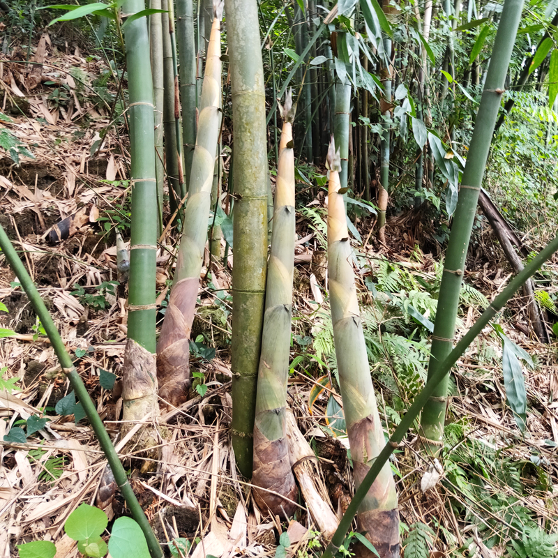 麻竹苗裸根包邮大型庭院丛生竹子苗竹鼠食物甜竹苗西牛竹笋头笋苗-图2