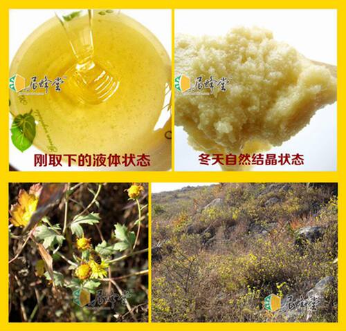 野菊花蜂蜜500克 蜂场天然结晶 农家土蜂产 平肝明目3送1包邮 - 图1