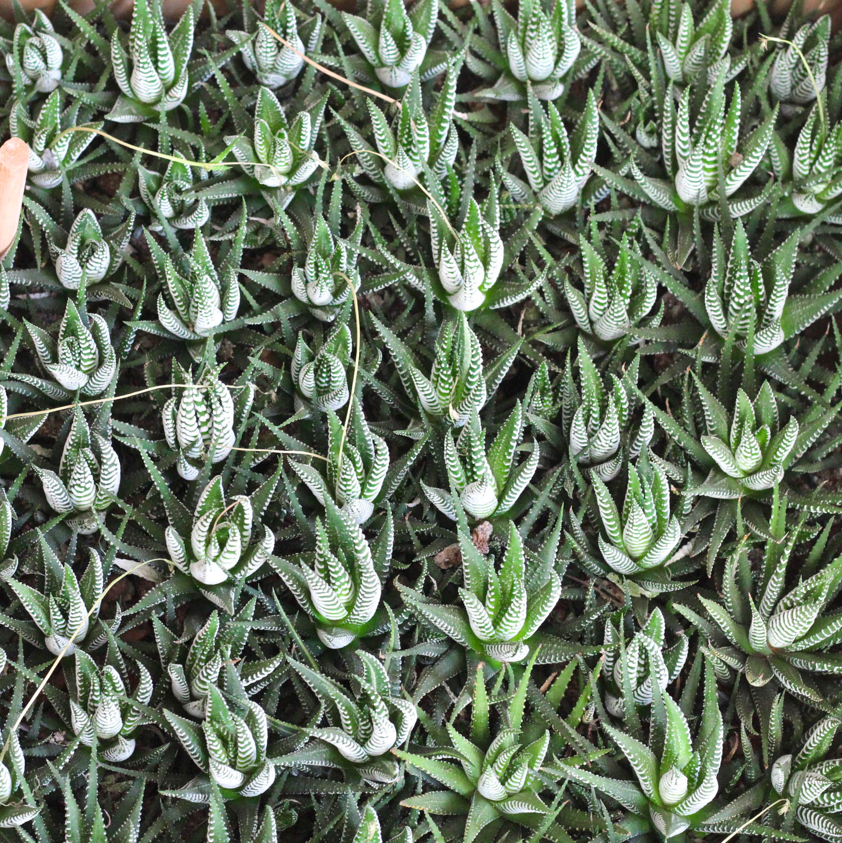 条纹十二卷多肉植物室内外盆栽肉肉办公室桌面防辐射绿植花卉芦荟,淘宝优惠券,粉丝福利购,淘宝优惠卷