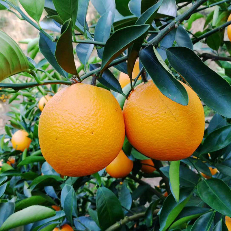 新鲜水果现摘正宗赣南脐橙子安远信丰寻乌榨汁甜橙子10斤20斤包邮,淘宝优惠券,粉丝福利购,淘宝优惠卷