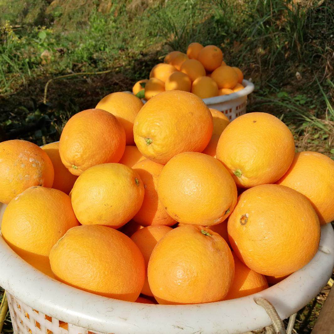 新鲜水果现摘正宗赣南脐橙子安远信丰寻乌榨汁甜橙子10斤20斤包邮,淘宝优惠券,粉丝福利购,淘宝优惠卷