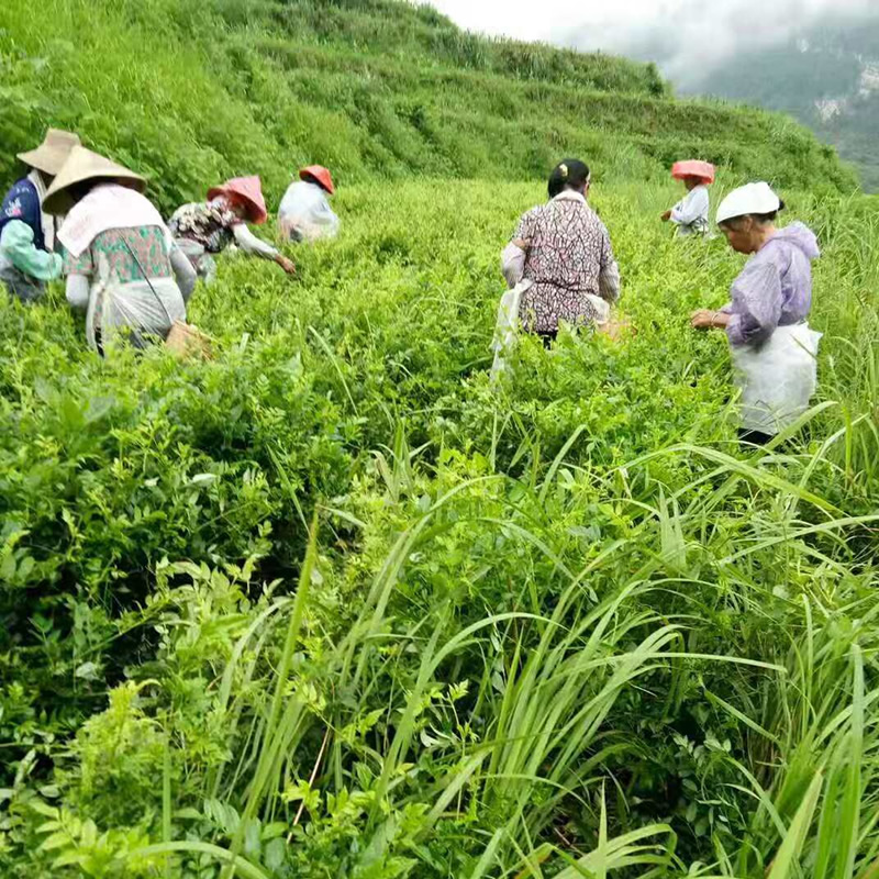 莓茶张家界龙须芽尖野生藤茶特级湖南永顺梅茶土家霉茶官方旗舰店-图2