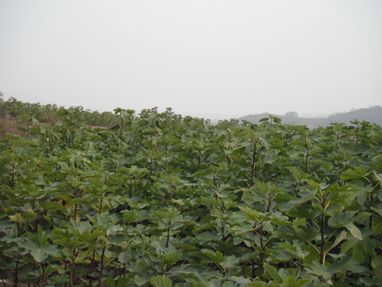 神奇无花果树白汁原浆乳液新鲜液体扁平尤猴子茎枝叶5ml包邮-图3