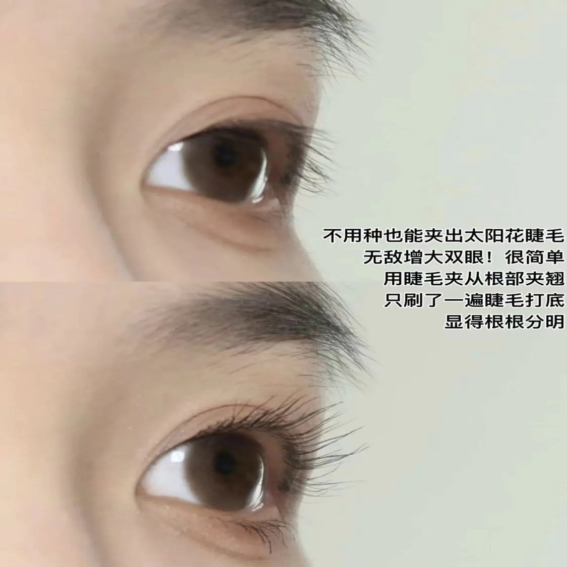 广角睫毛夹一夹卷翘持久定型轻松太阳花初学者专用便携式工具平价,淘宝优惠券,粉丝福利购,淘宝优惠卷